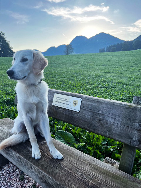 Urlaub mit Hund in Reith im Alpbachtal