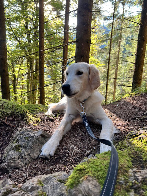 Urlaub mit Hund in Reith im Alpbachtal