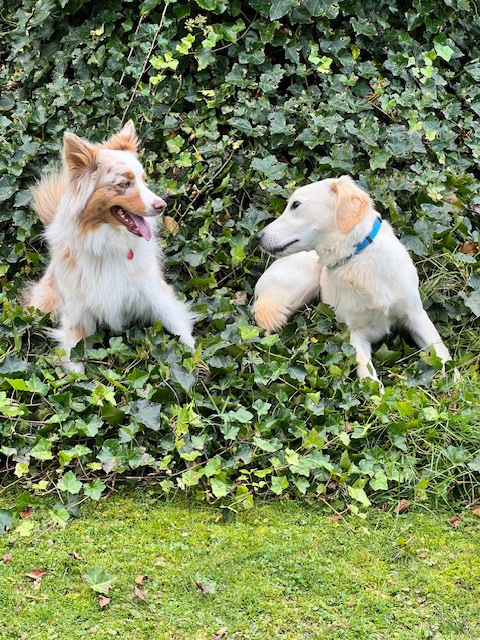 Urlaub mit Hund in Reith im Alpbachtal